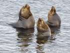 Bull of South American Sea Lion on Bleaker Island. South America, Falkland Islands. Art Print